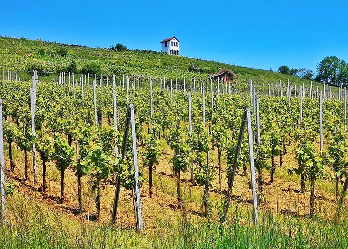 Appartement Splendide - Route Du Vins *